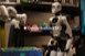 Google predstavio Gemini Robotics ER 2 model za robote