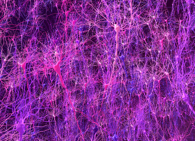 Biološki model mozga podudara se sa životinjama