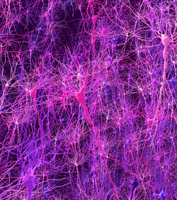 Biološki model mozga podudara se sa životinjama