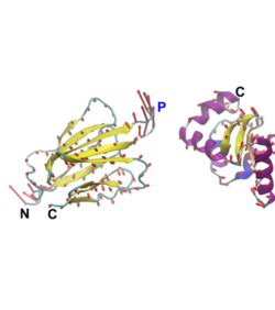 Dizajniranje proteina ​​​​na temelju njihovog kretanja
