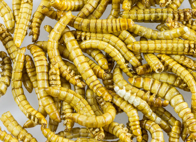 Kukci i crvi na svemirskom jelovniku