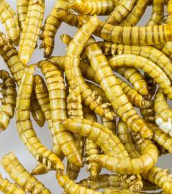 Kukci i crvi na svemirskom jelovniku