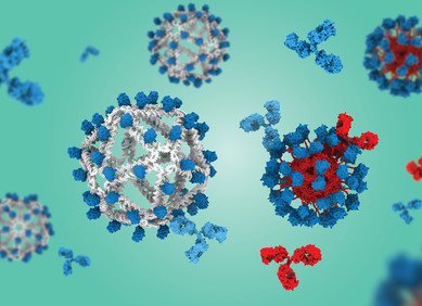Nova cjepiva potiču rijetke zaštitne B stanice