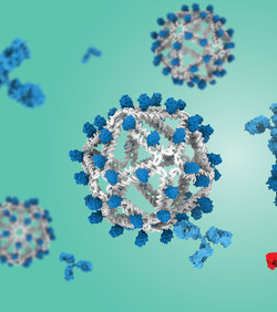 Nova cjepiva potiču rijetke zaštitne B stanice