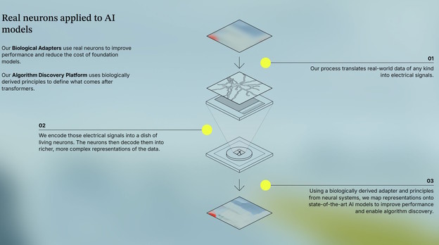 Živi neuroni integrirani u umjetnu inteligenciju