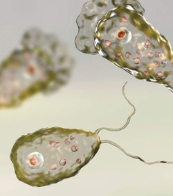 Amebe koje jedu mozak su globalna prijetnja