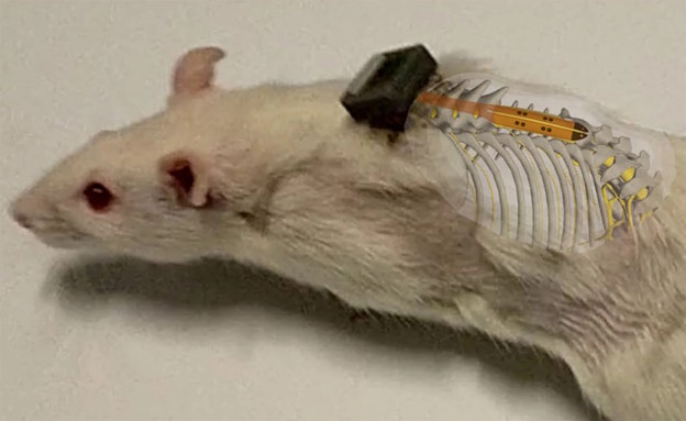 Implantat omogućuje hodanje paraliziranom štakoru