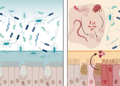 Protein iz vašeg probavnog trakta protiv bakterija
