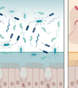 Protein iz vašeg probavnog trakta protiv bakterija